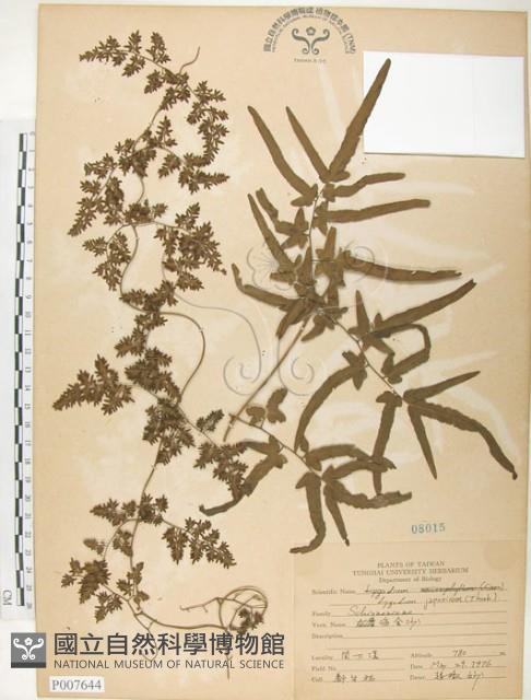 海金沙藏品圖，第1張