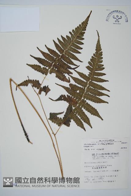 毛柄短腸蕨藏品圖，第1張