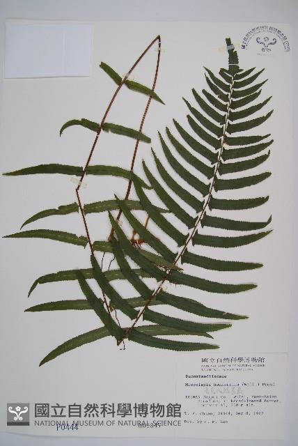 虎克氏鱗蓋蕨藏品圖，第1張