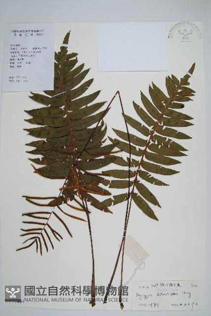 鐮葉瘤足蕨藏品圖，第1張