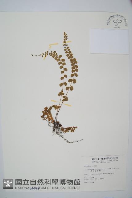 圓葉陵齒蕨藏品圖，第1張