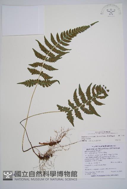 東洋蹄蓋蕨藏品圖，第1張