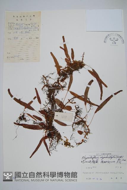 岡本氏茀蕨藏品圖，第1張