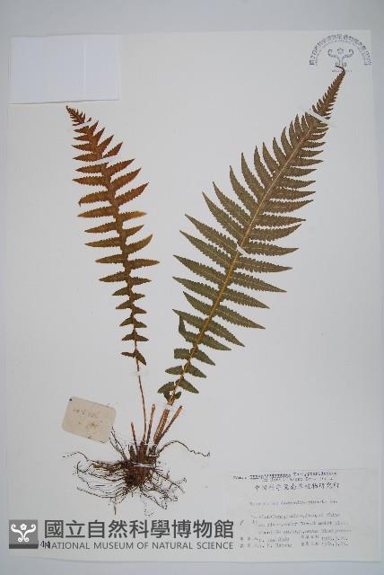 翅軸假金星蕨、短柄卵果蕨藏品圖，第1張
