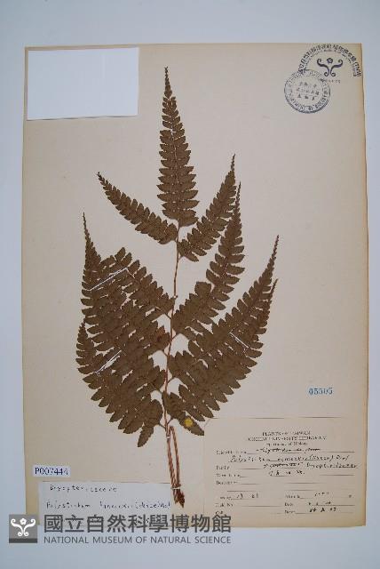 韓氏耳蕨藏品圖，第1張