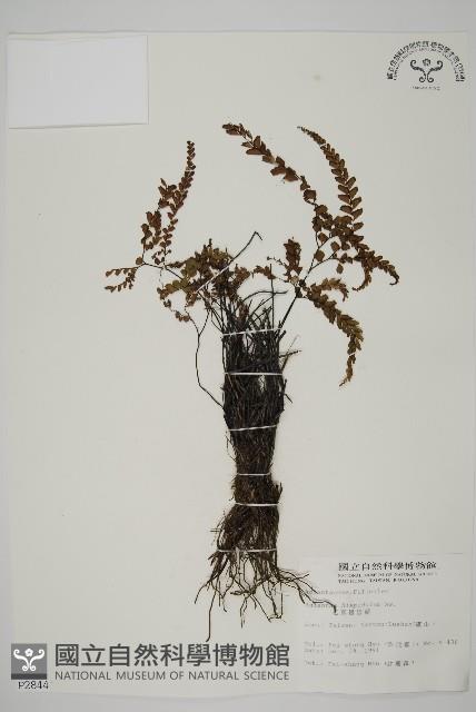 毛葉鐵線蕨藏品圖，第1張