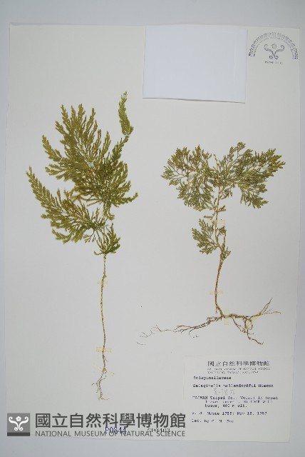 異葉卷柏藏品圖，第1張