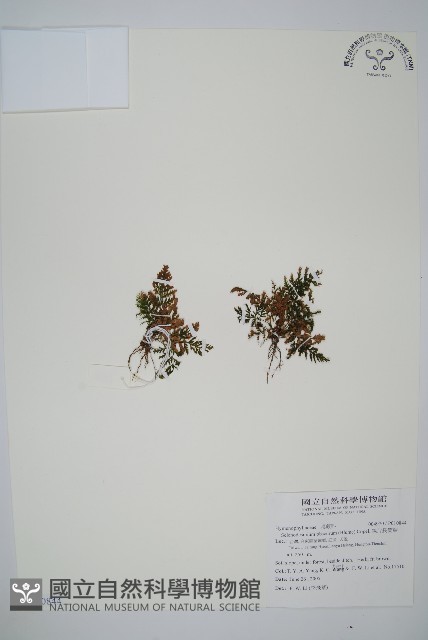 線片長筒蕨藏品圖，第1張