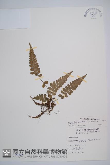 東洋蹄蓋蕨藏品圖，第1張