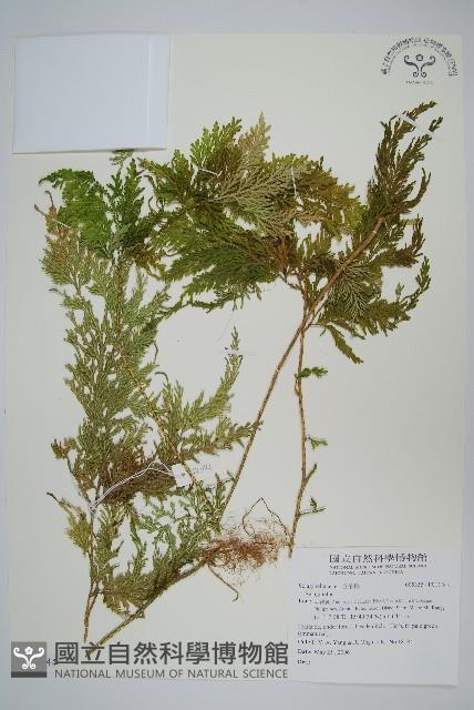 登錄號:P011844藏品圖，第1張