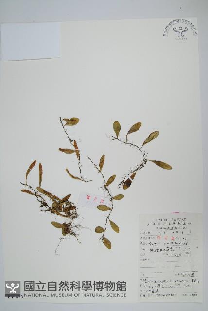 抱石蓮藏品圖，第1張