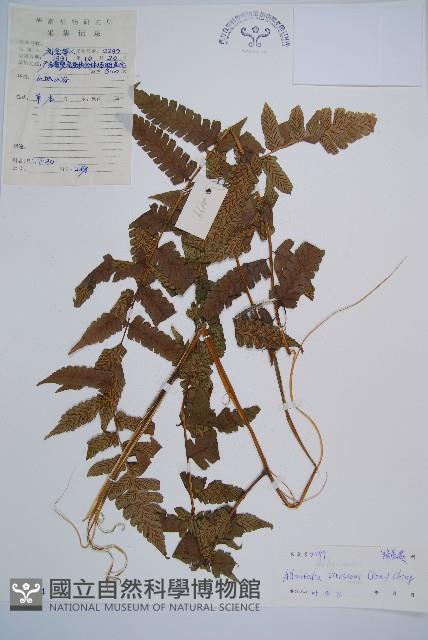 淡綠短腸蕨藏品圖，第1張