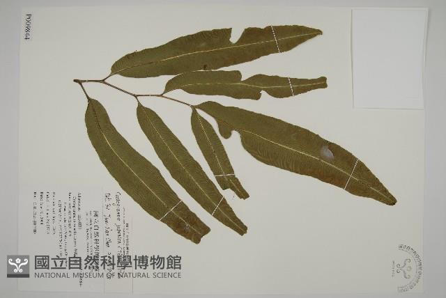 日本鳳丫蕨藏品圖，第1張