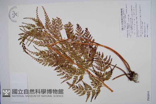 烏蕨藏品圖，第1張