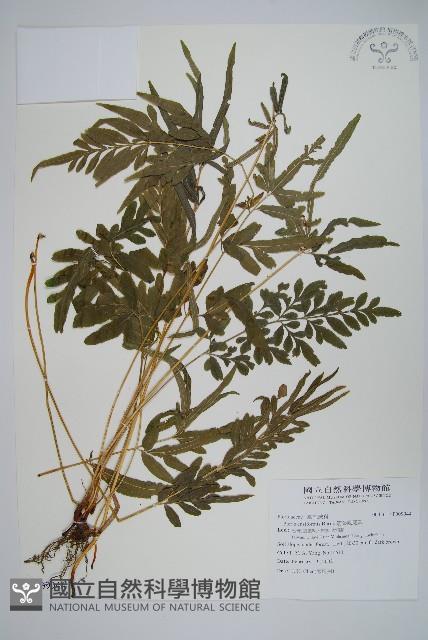 箭葉鳳尾蕨藏品圖，第1張