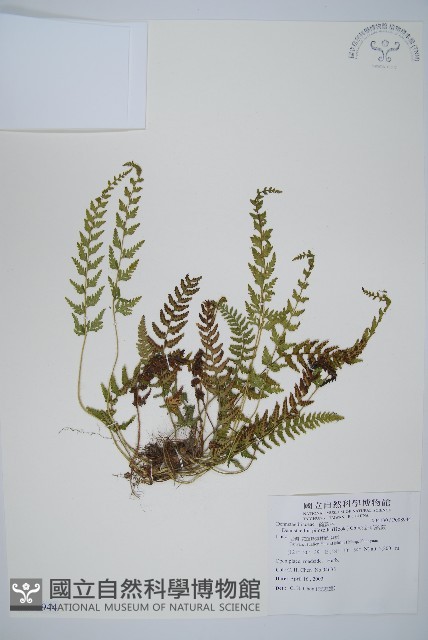 細毛碗蕨藏品圖，第1張