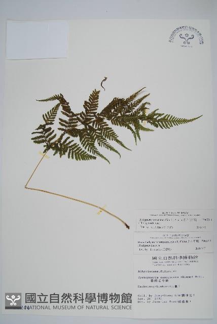 粗毛金星蕨藏品圖，第1張