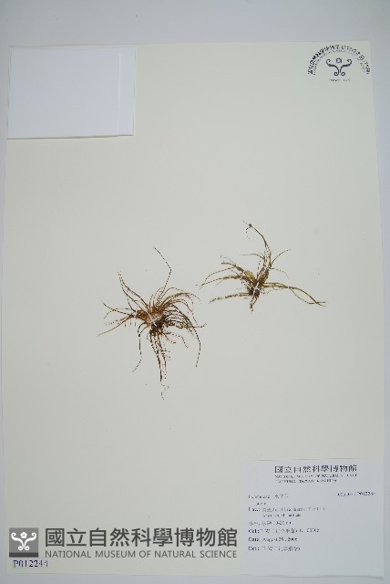 登錄號:P012244藏品圖，第1張