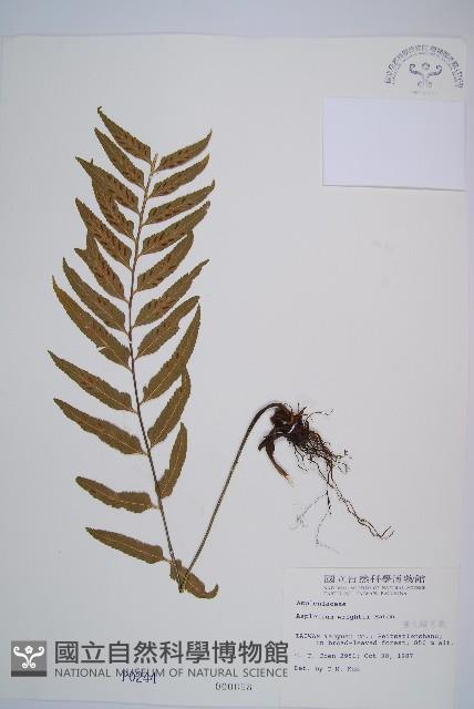 萊氏鐵角蕨藏品圖，第1張