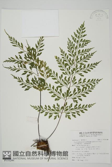 大黑柄鐵角蕨、黃鱗鐵角蕨、大羽鐵角蕨藏品圖，第1張