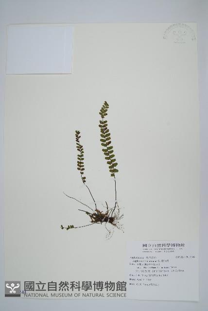 鐵角蕨藏品圖，第1張