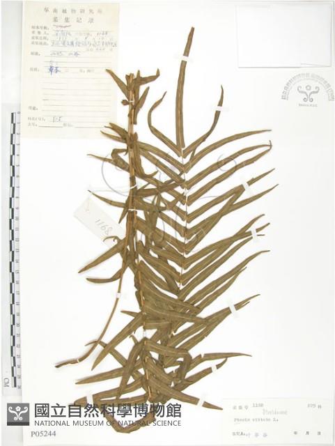 鱗蓋鳳尾蕨藏品圖，第1張