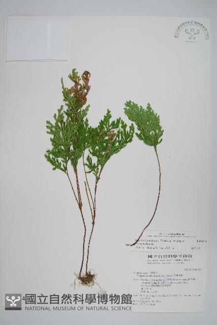 異葉卷柏藏品圖，第1張