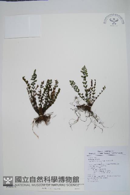 細葉碎米蕨藏品圖，第1張