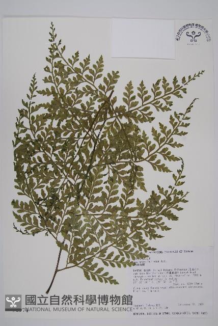 大鐵角蕨藏品圖，第1張