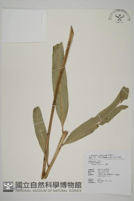 鹵蕨藏品圖，第1張