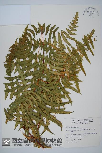 栗蕨藏品圖，第1張