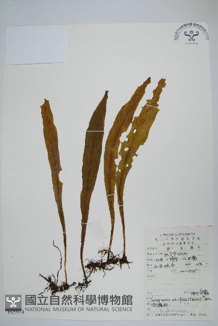 Accession Number:P005974 Collection Image