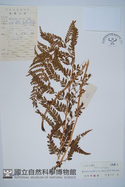 碗蕨藏品圖，第1張