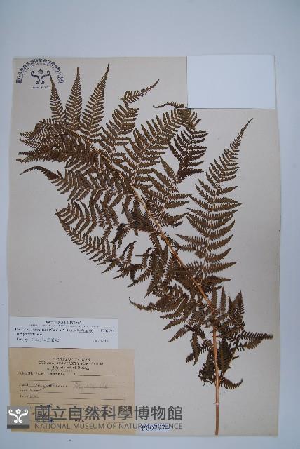 粗毛金星蕨藏品圖，第1張