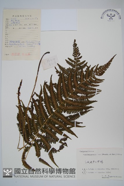 柔葉凸軸蕨藏品圖，第1張