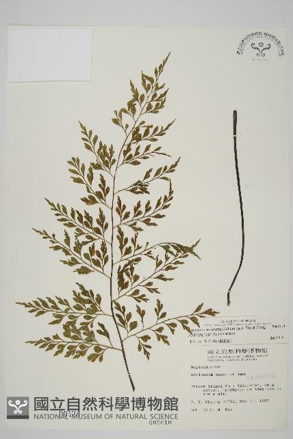 大黑柄鐵角蕨、黃鱗鐵角蕨、大羽鐵角蕨藏品圖，第1張