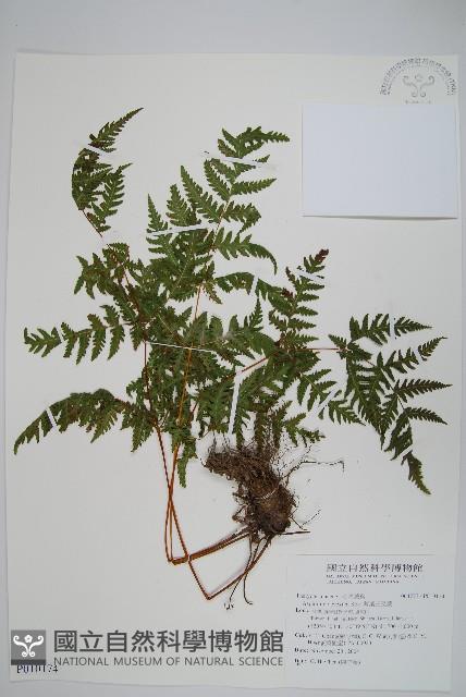 薄葉三叉蕨藏品圖，第1張