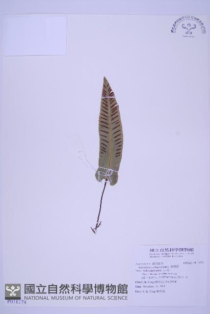 對開蕨藏品圖，第1張