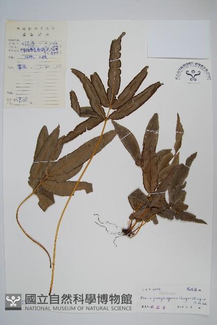 廣東鳳尾蕨藏品圖，第1張