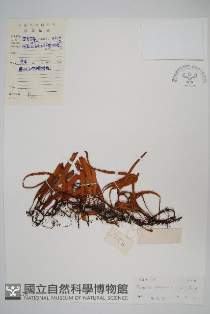 抱樹石葦藏品圖，第1張