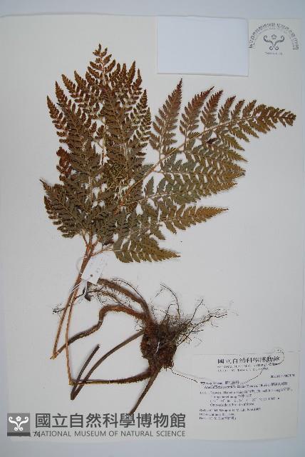 小葉複葉耳蕨藏品圖，第1張