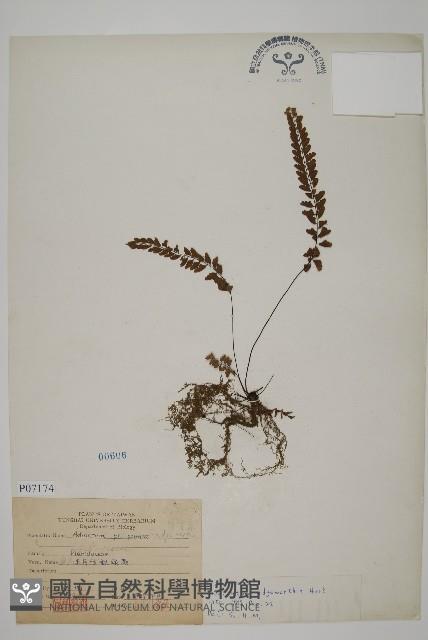 愛氏鐵線蕨藏品圖，第1張