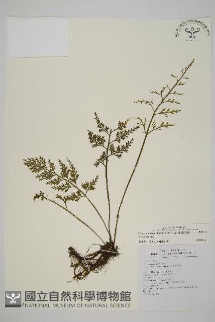 骨碎補鐵角蕨藏品圖，第1張