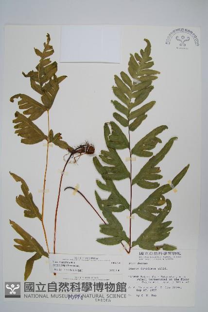 疏羽半邊旗藏品圖，第1張