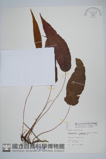 單葉新月蕨藏品圖，第1張