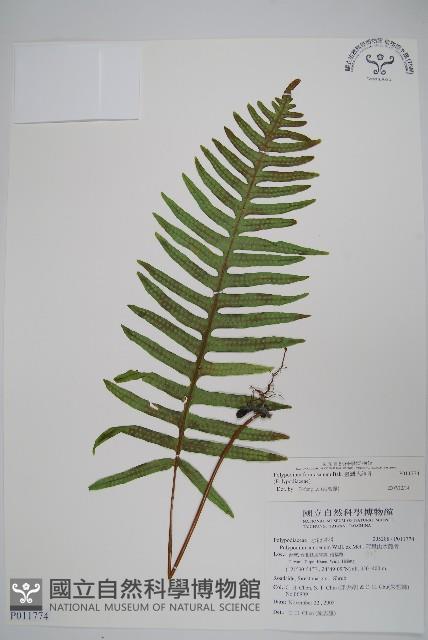 臺灣水龍骨藏品圖，第1張