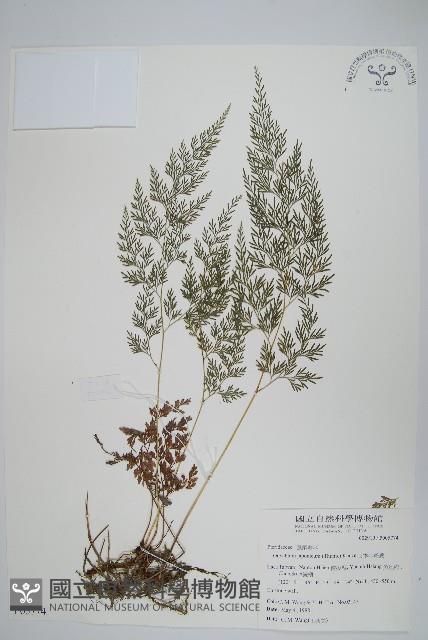 日本金粉蕨藏品圖，第1張