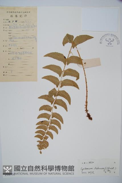 鐮羽貫眾藏品圖，第1張