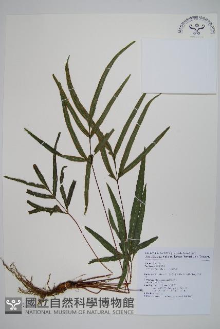 二形鳳尾蕨藏品圖，第1張