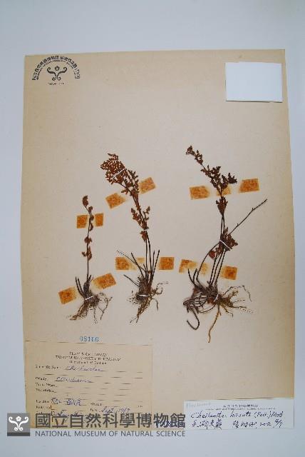 毛碎米蕨藏品圖，第1張